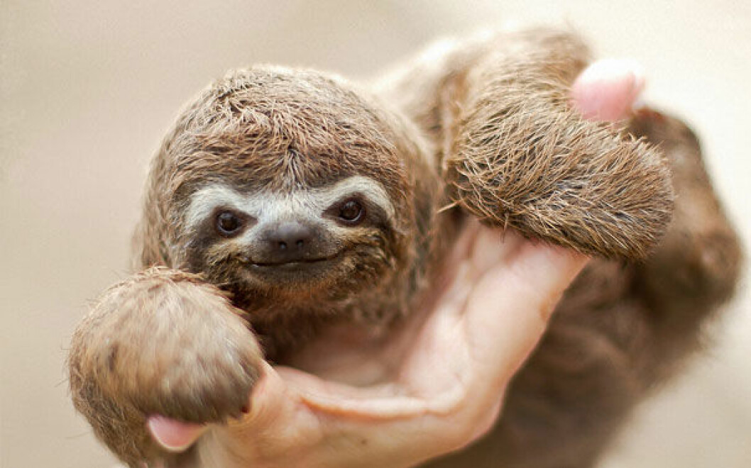Foto: <a href="http://www.superbwallpapers.com/animals/sloth-baby-11213/">superbwallpapers.com</a> sengångare
