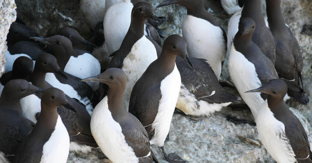 Sillgrisslekolonin på Stora Karlsö är den största i Östersjön. Arkivbild. Havsfåglar hotade av värmeböljor