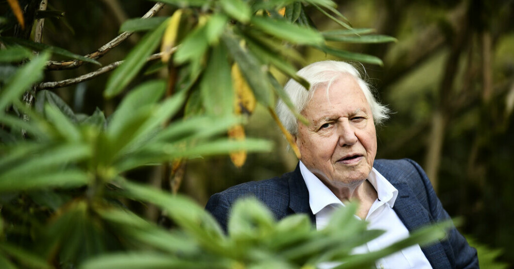 Sir David Attenborough, här under ett besök i Göteborg, har gjort en ny tv-serie. Den här gången om Storbritanniens natur. Arkivbild. Attenborough besöker slåtteräng i Dorset