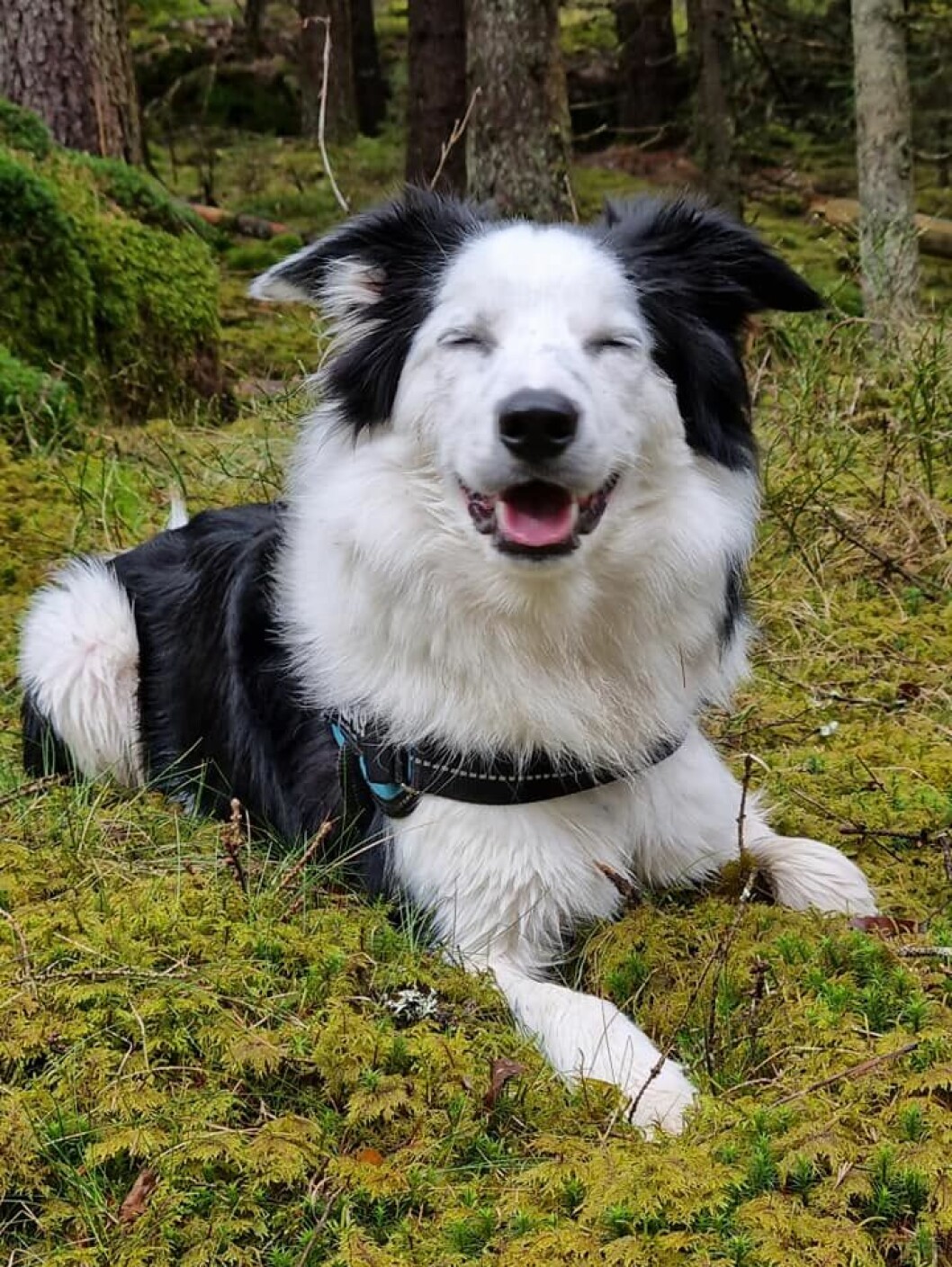 Siri är av rasen border collie. Hon blev 13 månader gammal.