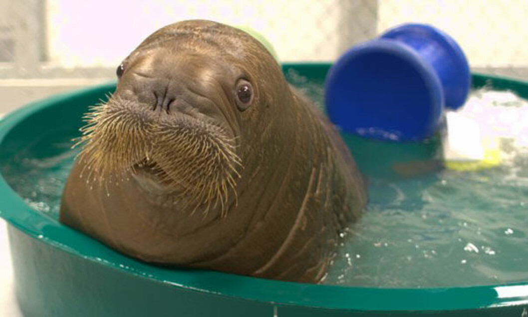Foto: <a href="http://www.nytimes.com/2012/10/10/nyregion/orphaned-baby-walrus-to-arrive-at-new-york-aquarium.html?_r=2&">Alaska Sea Life Center</a> sjölejon