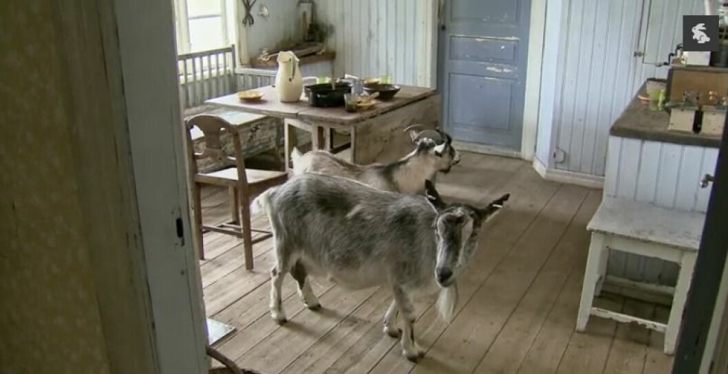Getterna ställde till med en hel del på Farmen.