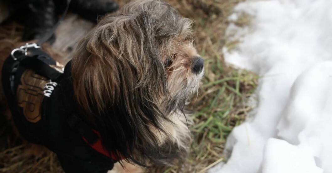 Hunden Gibbson.