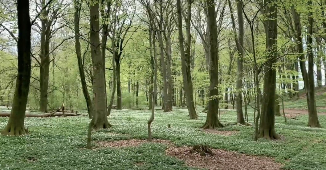 Promenadstigerna leder till en fin skog. Området runt Dalby stenbrott