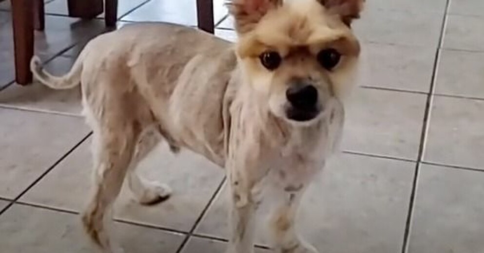 Så här ser en Pomeranian ut utan päls och en dålig frisör. Det är oklart hur allt kunde gå så sett, men hunden ser minst sagt annorlunda ut. Pomeranian utan päls