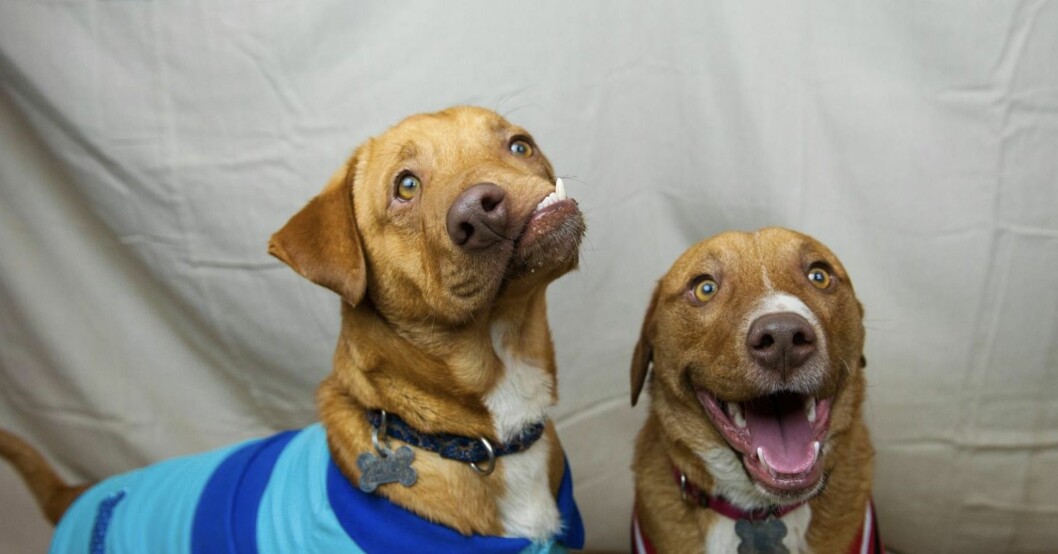 Bröderna Picasso och Pablo övergavs på julafton 2016. Tanken var att Liesl Wilhardt skulle adoptera båda två, men Pablo (till höger på bilden) dog när en pulsåder sprack i hjärnan. Picasso och Pablo