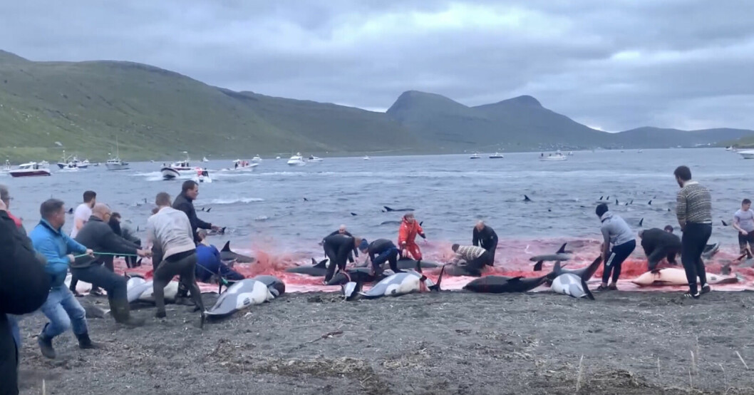 Motorbåtar jagade delfinerna i flera mil innan man lyckades driva in dem till stranden. Delfinslakt på Färöarna