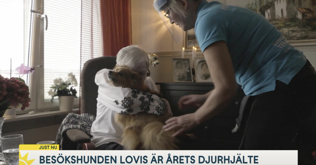 Anna-Lisa Gustafsson älskar Lovis – och Lovis älskar Anna-Lisa Gustafsson. ”Jag känner mig så lugn. Ja, det är någon som bryr sig”, säger Anna-Lisa Gustafsson. Lovis och Anna-Lisa Gustafsson