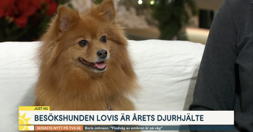Lovis av rasen Mittelspitz bara kör. Som besökshund skänker hon glädje, tröst och stöd på äldreboenden. Lovis, 7