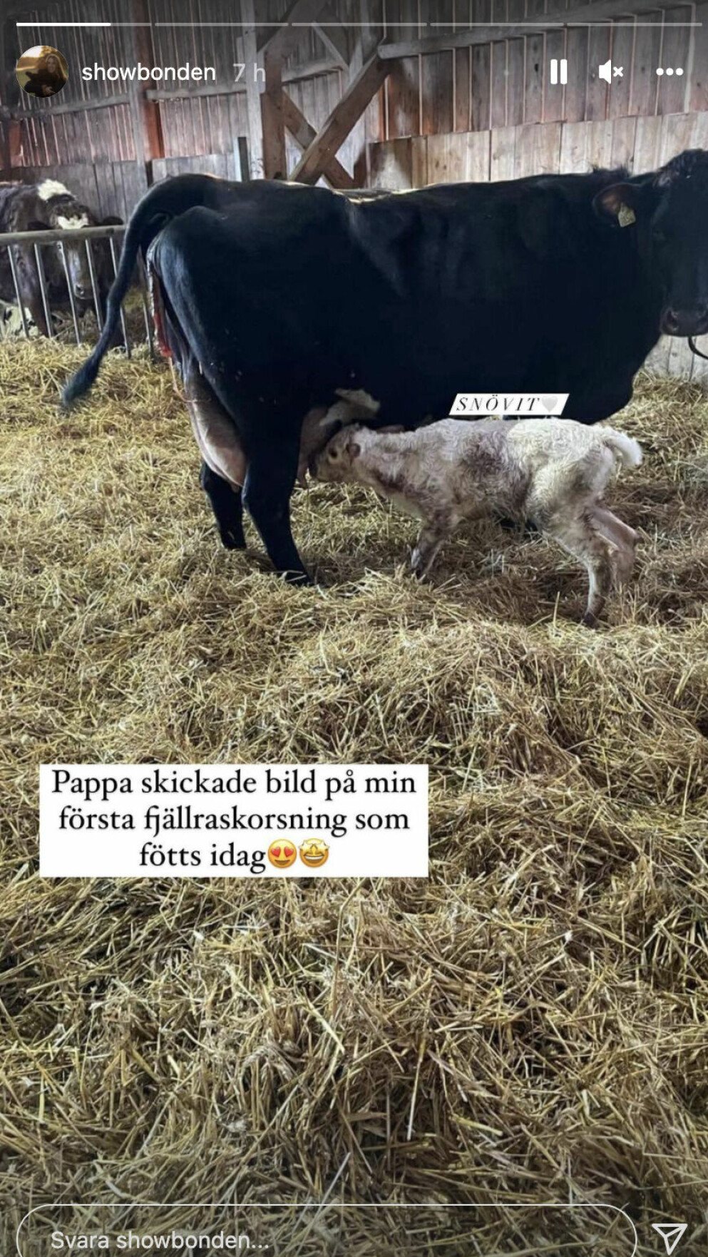 Susanna visar upp en bild på sin kalv. Susanna visar en bild på sin kalv.
