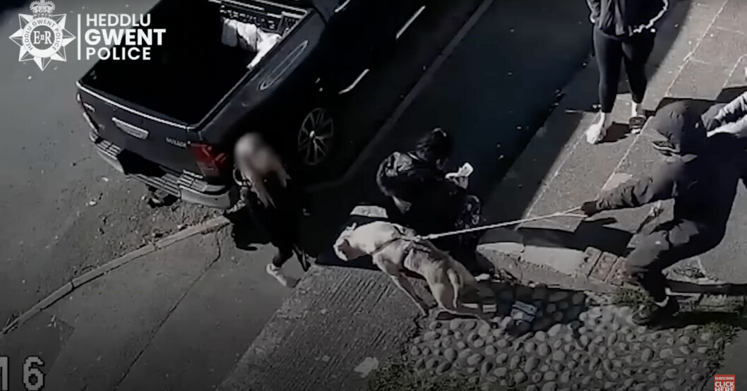 Hunden Beast försöker attackera en liten flicka men hålls tillbaka av ägaren. Hunden Beast