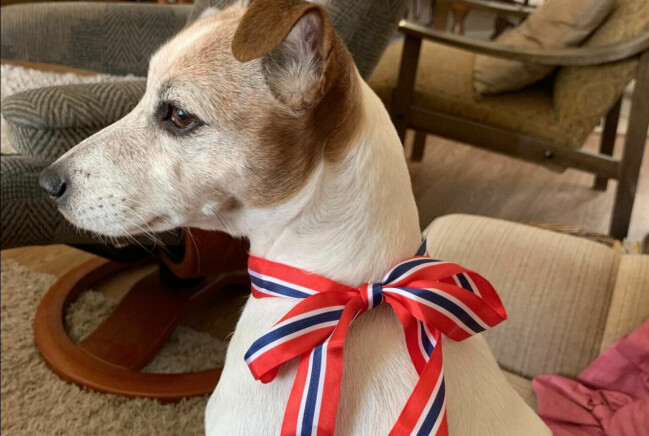 Marit fick Kelly av sin syster. Hon älskar att ta med sin Jack Russel till familjens gård utanför Trondheim. Jack Russeln Kelly är ett stort stöd.