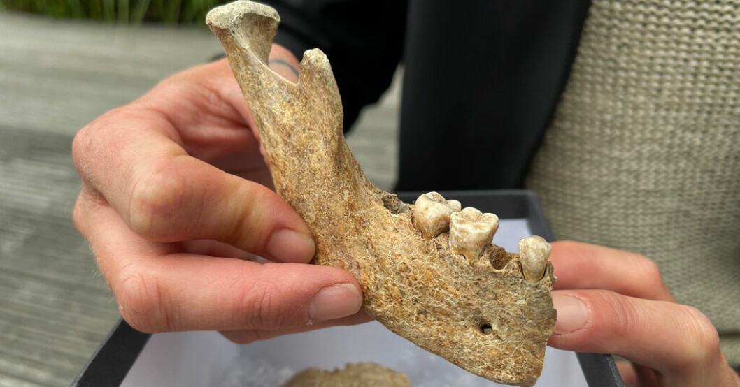 Tusen år gammalt skelett hittat – i trädgård