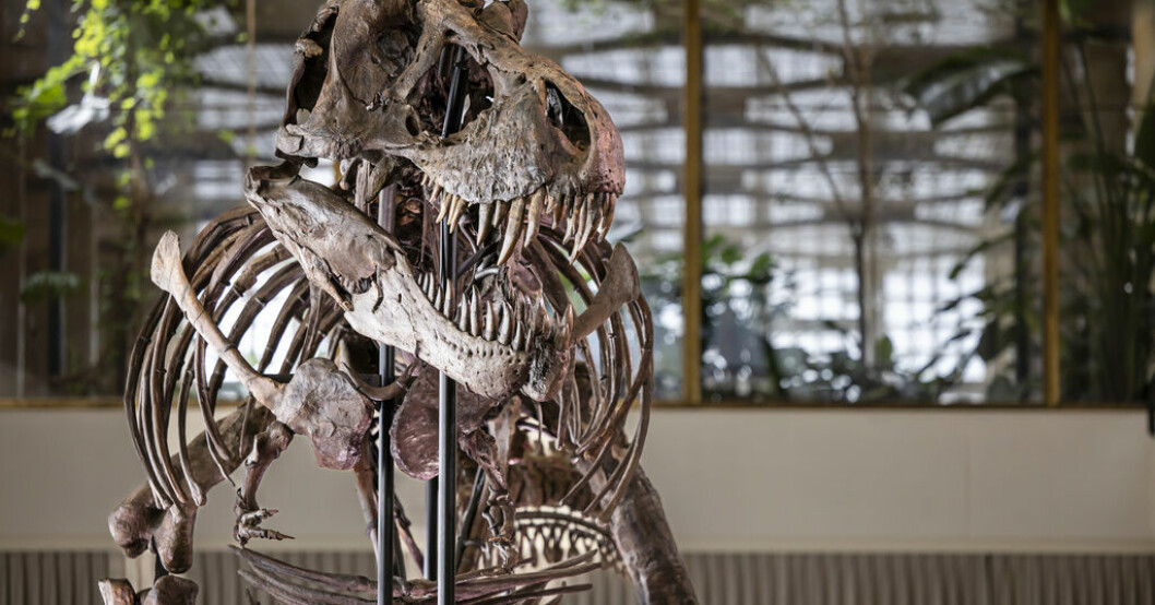 Skelettet "Trinity" har sålts. Arkivbild. T-rex såld för 55 miljoner i Schweiz