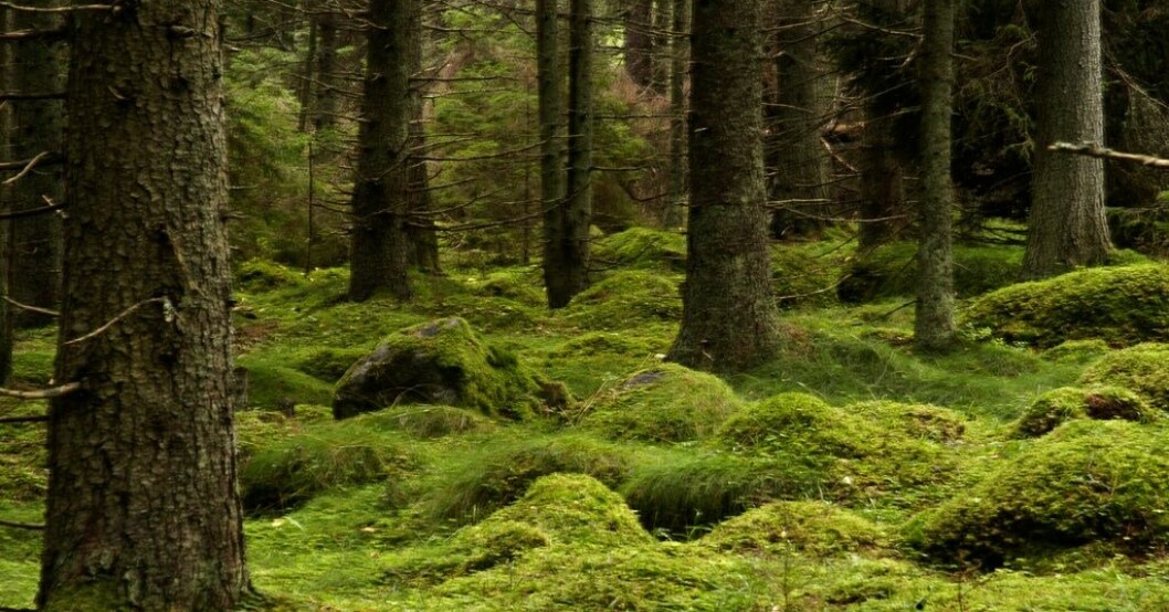 Större ytor och ersättning ska skydda skogen