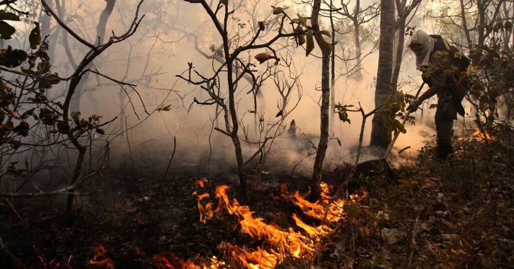 Skogsbrand i en nationalpark i Brasilien 2010. Arkivbild. Svensk splittring om avskogning