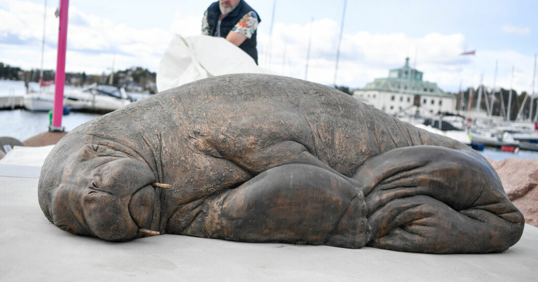 Skulpturen som hedrar minnet av valrossen Freya avtäcks i Oslo. Valrossen Freya hedras med skulptur i Oslo