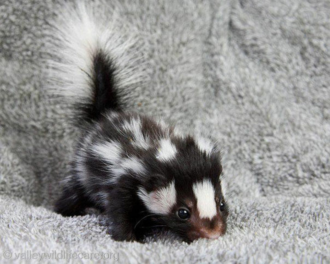 Foto: <a href="http://www.valleywildlifecare.org">valleywildlifecare.com</a> skunk