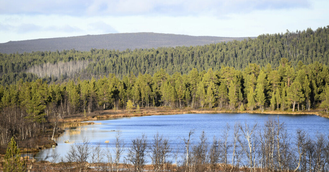 Skyddsvärda skogar. Arkivbild. Begär rakt skogsbesked av regeringen