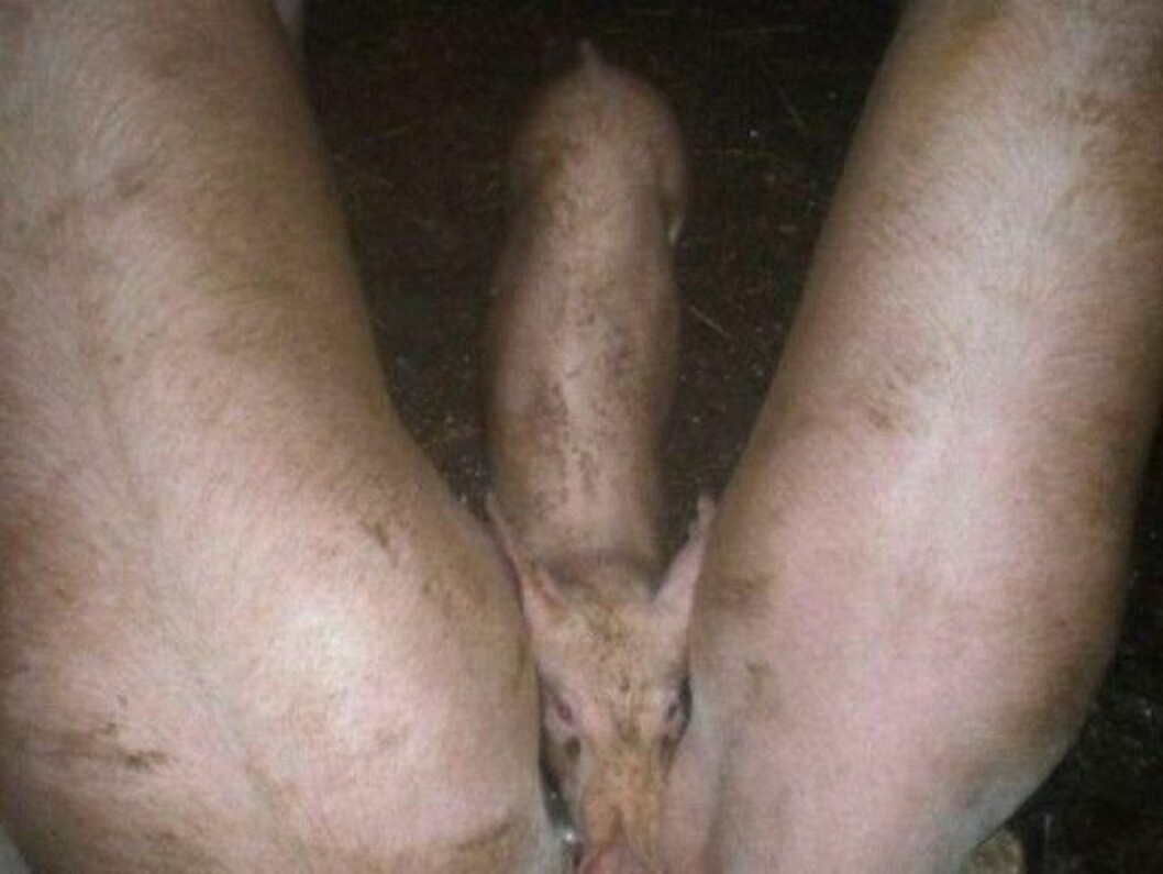 Foto: <a href="http://imgur.com/LXvDSN8" target="_blank" rel="noopener">Imgur</a> snuskig-fantasi19