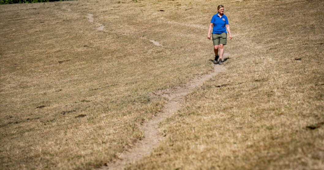 Snustorr betesmark i skånska Hörby. Bild från i början på juni i år. Kartor pekar ut betesmarker om torkan slår till