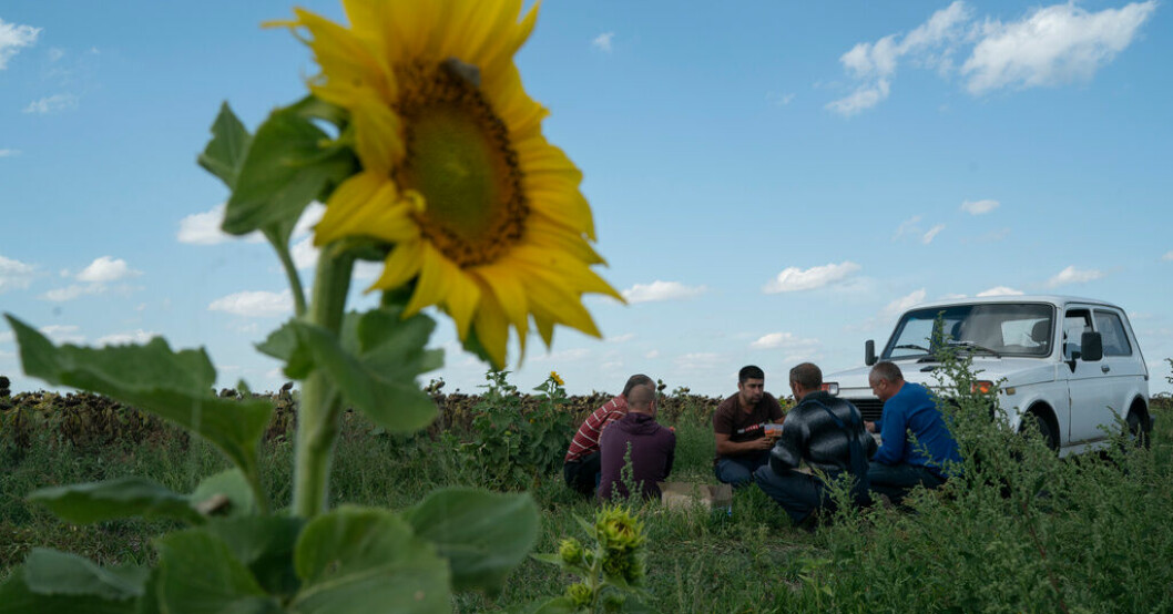 Solrosor skördas nära fronten i Donetskregionen i östra Ukraina. Arkivbild. Polen och Ukraina överens om jordbruksimport