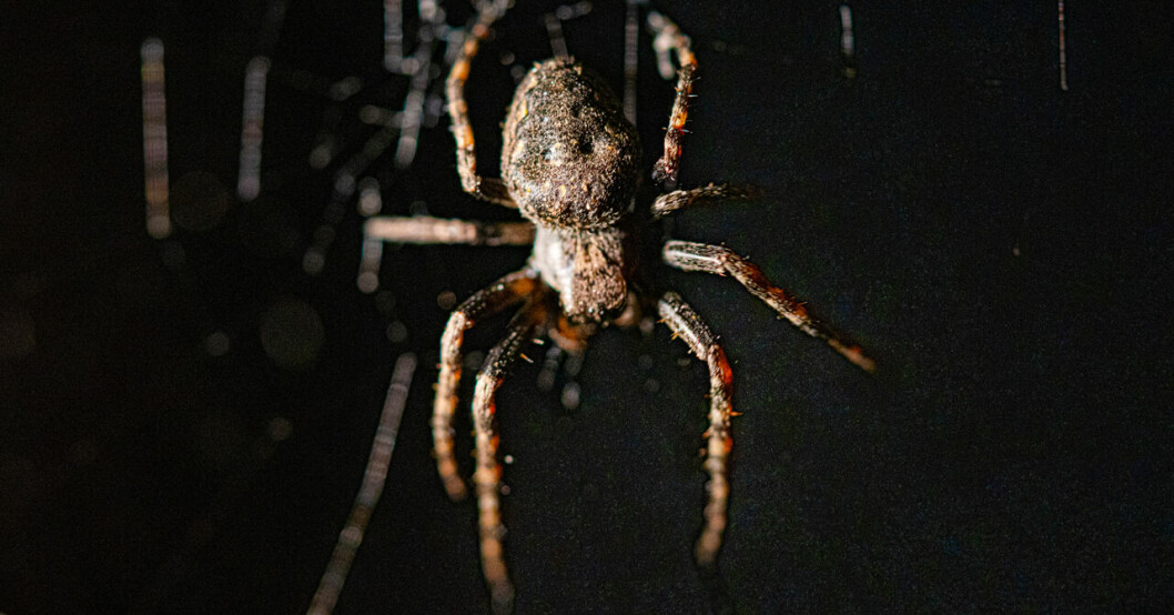 Husspindel