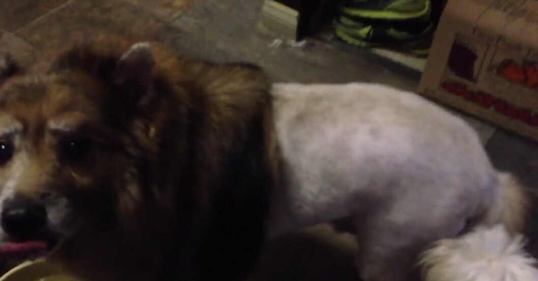 Han bad frisören att klippa deras hund – nu kan de inte sluta skratta