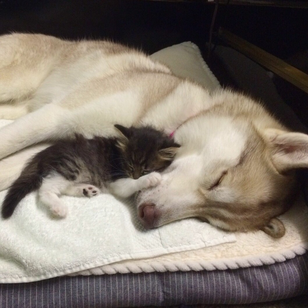 Lilo tog han om den lila kattungen Rosie som om hon varit hennes egen valp. Foto: Stella Pictures Lilo the husky