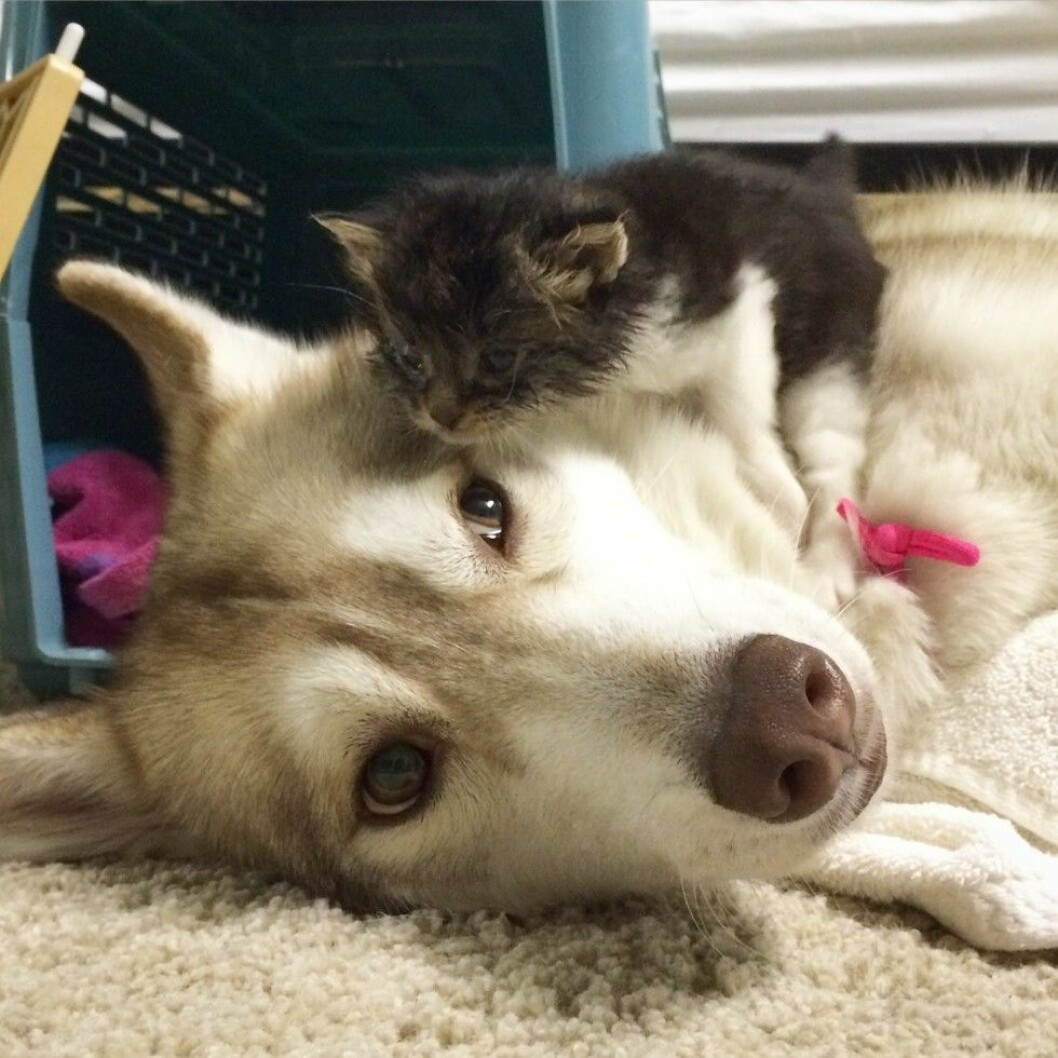Kärleken är stark mellan Lilo som aldrig kunnat få egna valpar och kattungen Rosie. Foto: Stella Pictures Lilo the husky