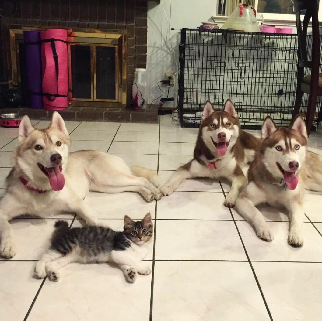 Rosie har blivit en självklar del av Huskyfamiljen. Foto: Stella Pictures Lilo the husky