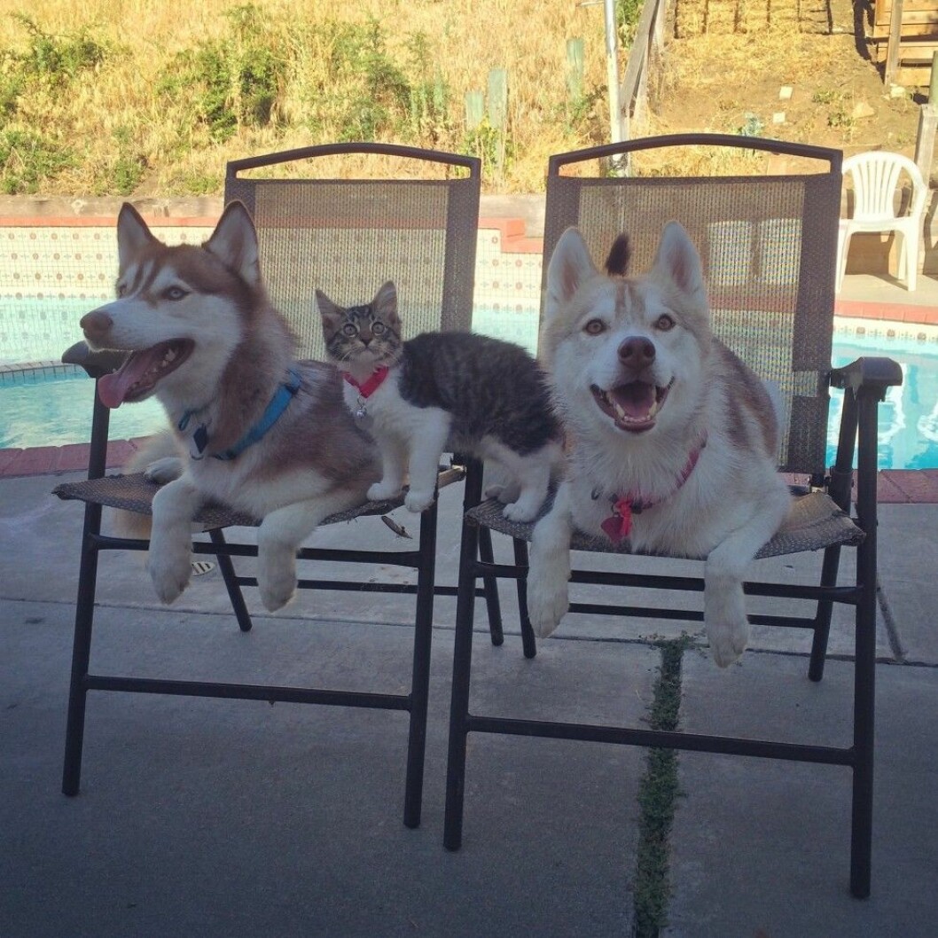 Kattungen hänger med när vovvarna chillar framför poolen. Foto: Stella Pictures Lilo the husky