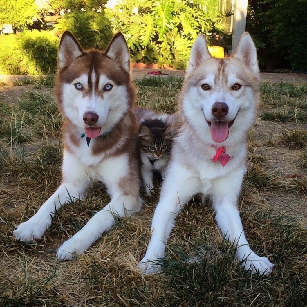 Tryggare kan ingen kisse vara. Foto: Stella Pictures Lilo the husky