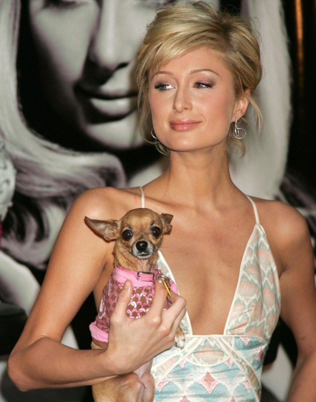 Premiärer, resor och diverse evenemang var Tinkerbells vardag tillsammans med Paris Hilton. Foto: Stella Foto: Stella