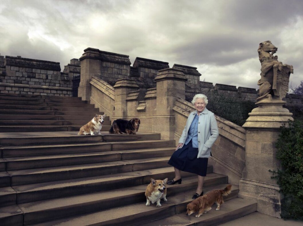 Inför 90-årsdagen plåtades drottning Elizabeth sina fyra hundar Willow (corgi), Vulcan (dorgie), Candy (dorgie) och Holly (corgi).