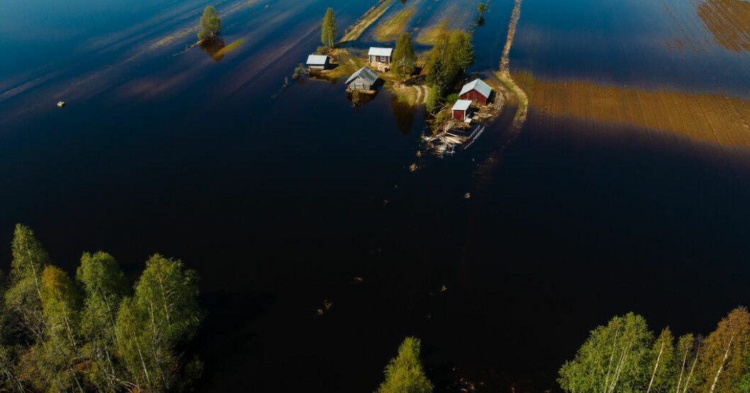 Stora områden runt Torne Älv har översvämmats. Regn kan göra översvämmade Haparanda ännu blötare