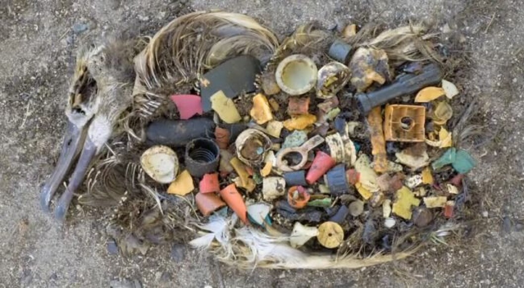 Varje år dör över en miljon fåglar till följd av plastskräpet. Foto: Chris Jordan/<a href="http://www.chrisjordan.com/gallery/midway/#about" target="_blank">chrisjordan.com</a> Foto: Chris Jordan/chrisjordan.com