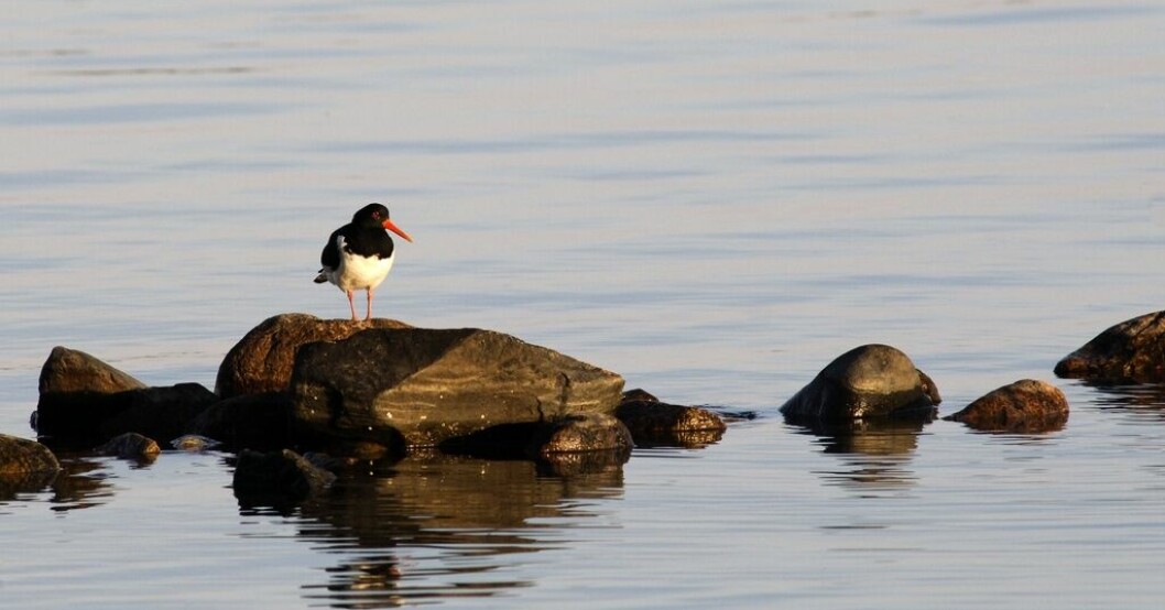 Strandskatan är en av de fåglar som kan komma att ta ton under fågelsångsnatten. Arkivbild. P1 sänder åtta timmar fågelsång – nya platser