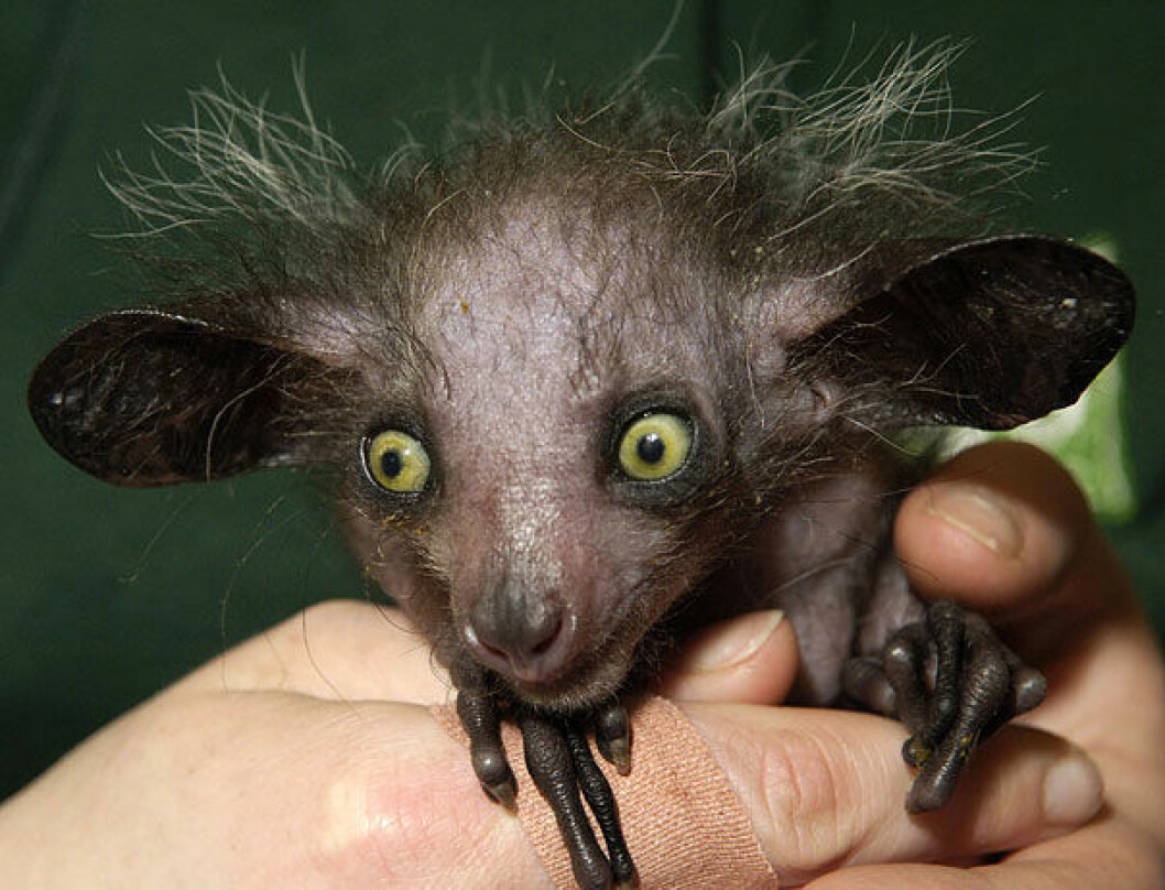 Foto: animalsadda.com strange-animals-you-didnt-know-1