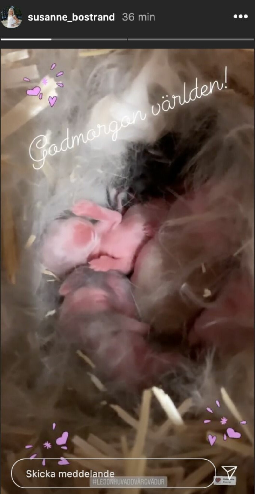 FOTO: Instagram Susanne Bostrand visar upp nya familjelyckan