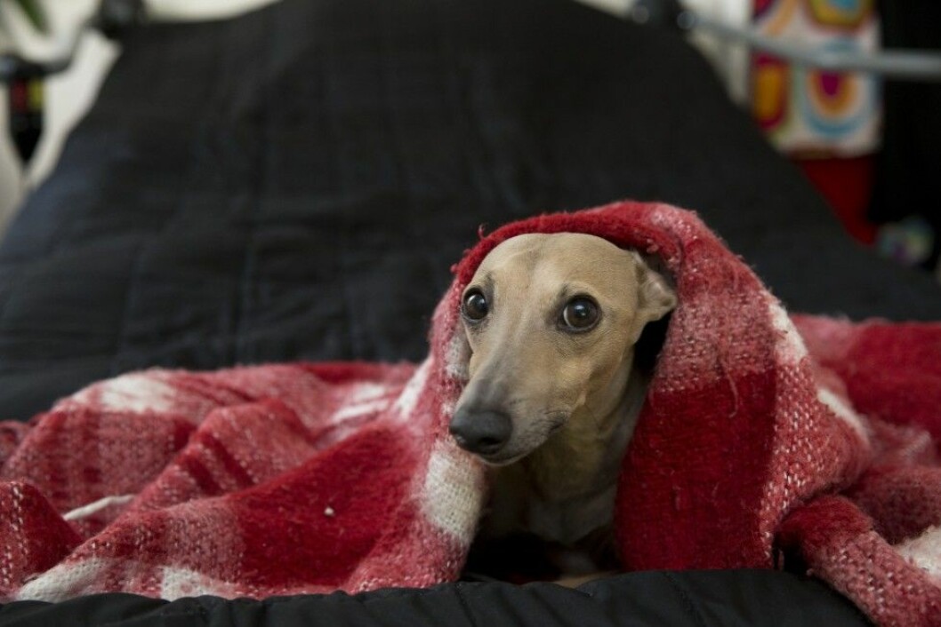 Hunden Totte fick bo hemma hos Sussies mamma då hon satt häktad och i fängelse. Foto: Malin Bondeson Hemma hos Sussi Eriksson i Märsta
