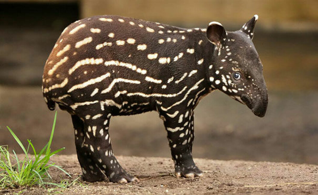 Foto: <a href="http://imgur.com/gallery/t78wY3E">Imgur.com</a> tapir