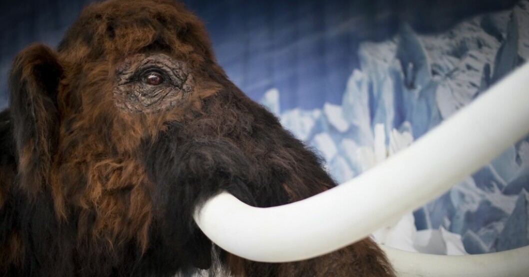 Tidiga ullhåriga mammutar kan ha haft större öron än man trott, enligt nya genanalyser. Arkivbild på en modell av ullhårig mammut på Universeum i Göteborg. Mammutens gener tyder på extremt trasslig päls