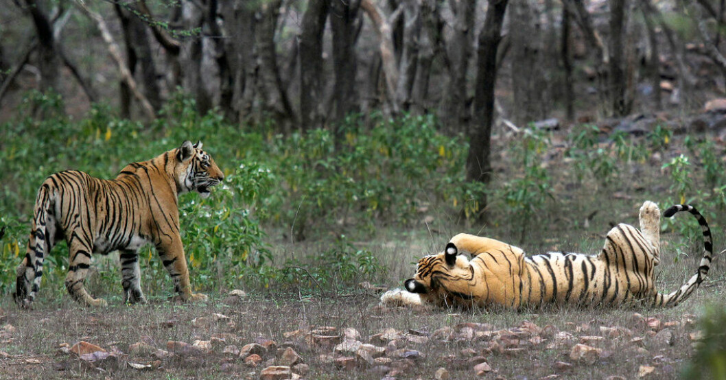 Tigrar i Ranthambore nationalpark i Sawai Madhopur, Indien. Landets bevarandeprogram för tigern fyller 50 år den 9 april 2023. Arkivbild. Allt fler tigrar – men alla gläds inte