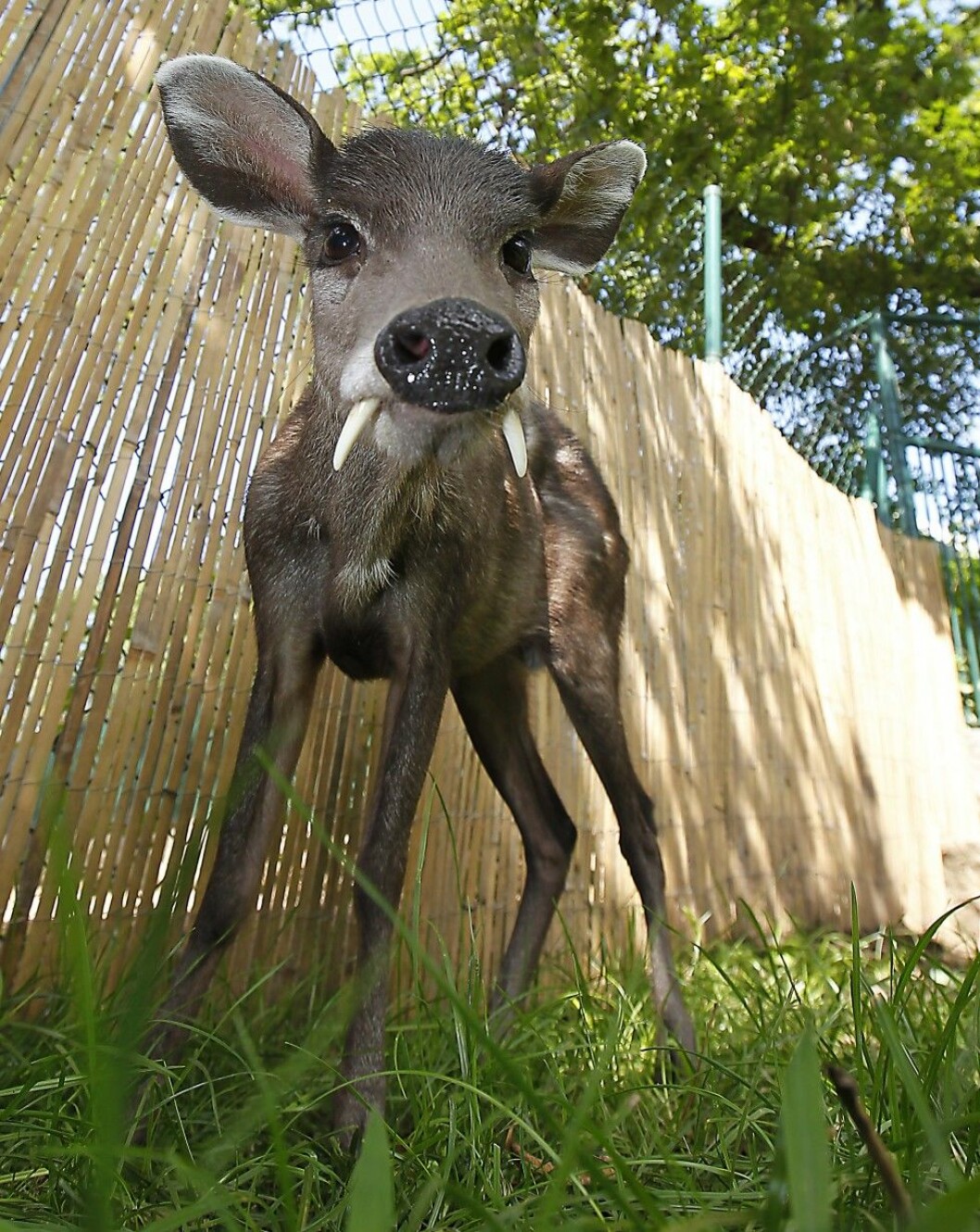 Foto: All Over Press Schopfhirsch im Bergzoo Halle