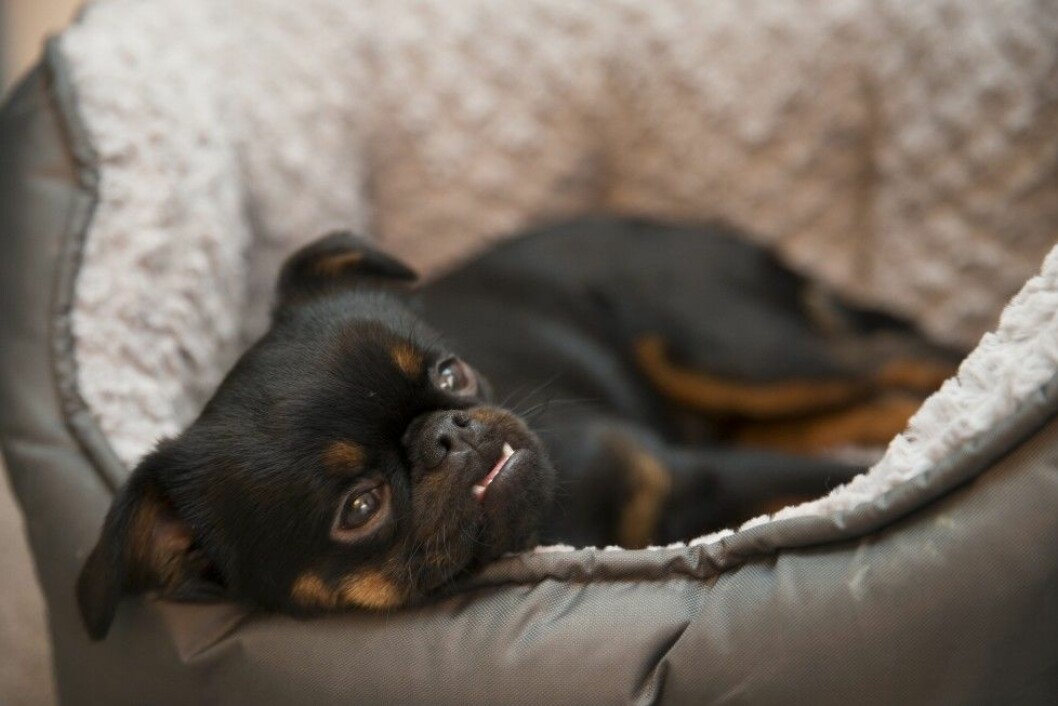 Hunden Rex gillar att mysa i sin sköna säng. Foto: Malin Bondeson Hunden Rex gillar att mysa i sin sköna säng. Foto: Malin Bondeson