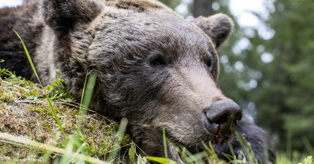 649 björnar får fällas under årets licensjakt