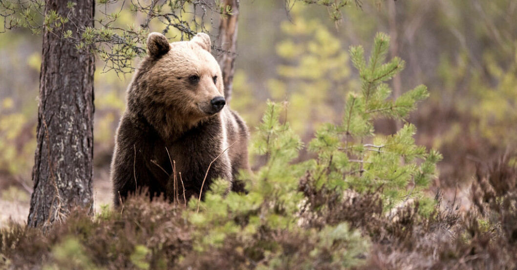 Beslut om jakt på björn läggs på länsstyrelser