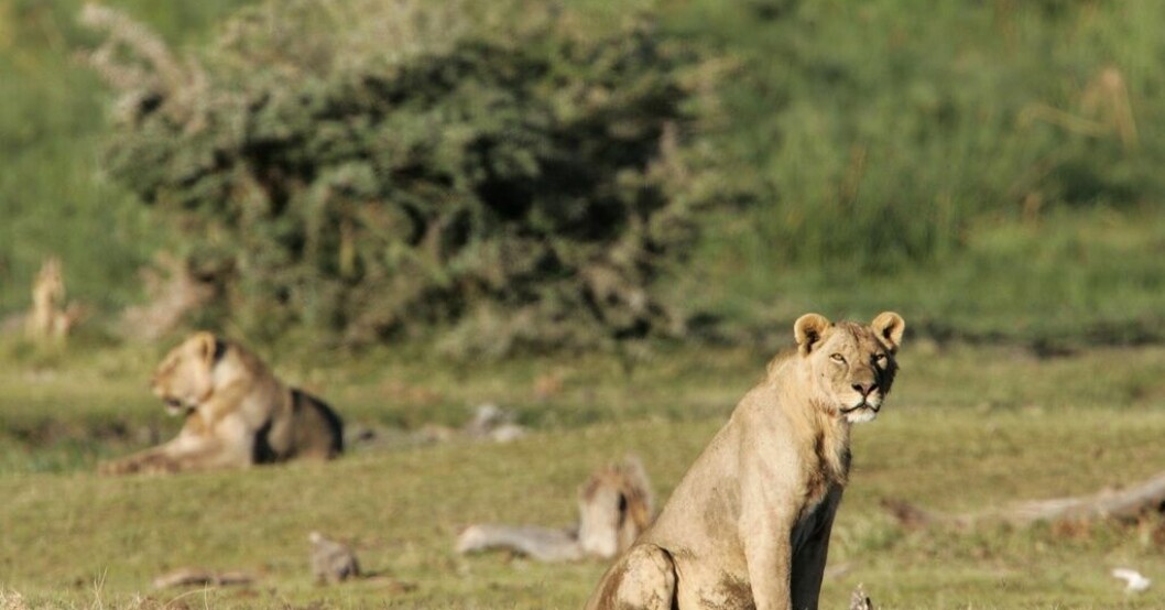 Totalt har tio lejon dödats i Amboseli nationalpark sedan förra veckan. Arkivbild. Sex lejon har dödats i Kenya