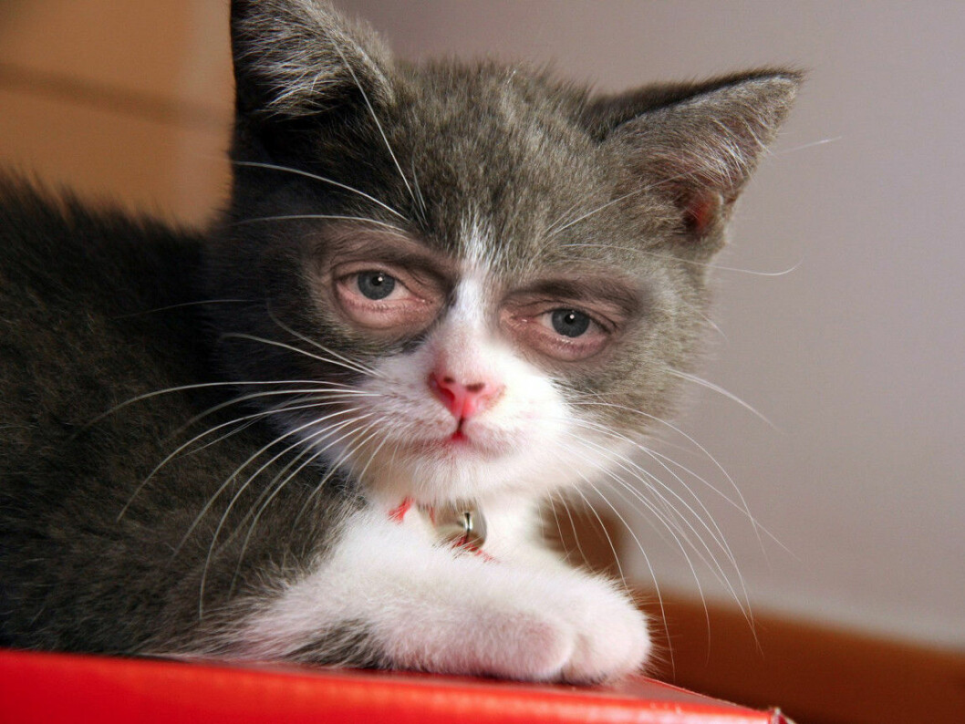 Foto: <a href="http://celebrikitties.tumblr.com/" target="_blank" rel="noopener">Celebrikitties</a> Foto: Celebrikitties